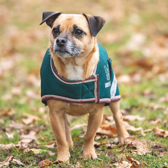 Shires Digby & Fox Lite Waterproof Dog Coat - Green image number null
