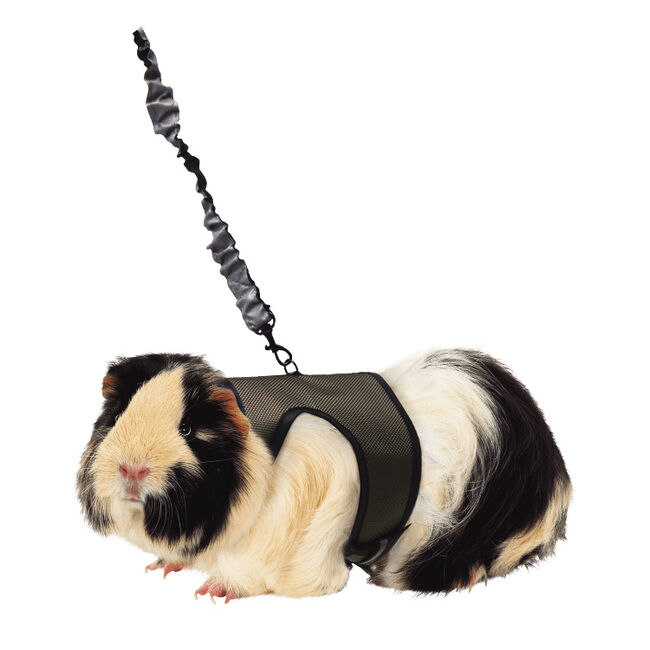 Kaytee Comfort Harness & Stretchy Leash image number null