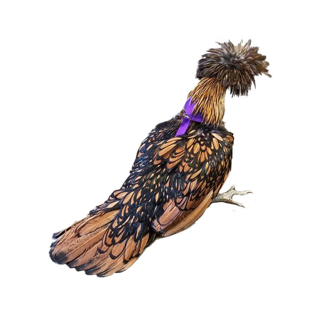 Valhoma Chicken Harness image number null