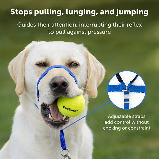 PetSafe Gentle Leader Head Collar - Royal Blue image number null