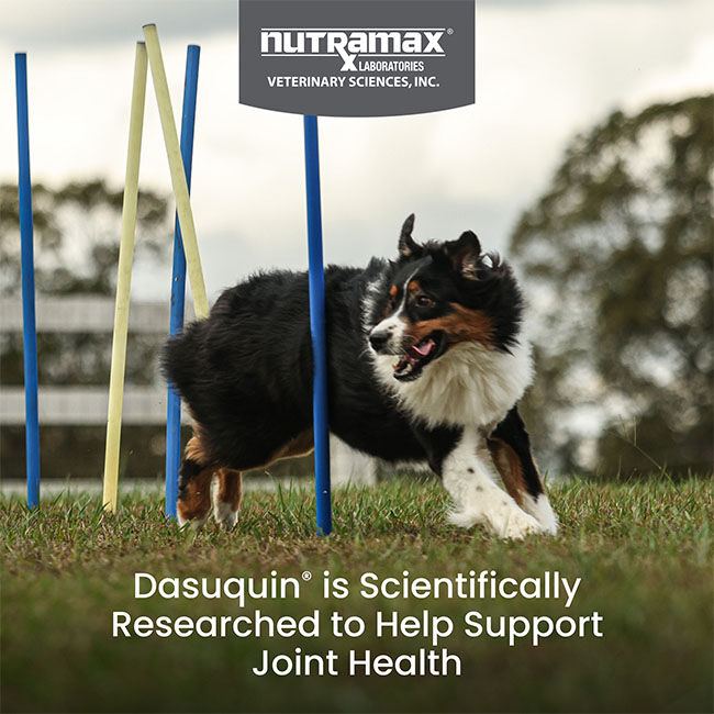Nutramax Dasuquin for Large Dogs, Joint Health Supplement, Contains Glucosamine for Dogs, Plus Chondroitin, ASU, MSM and More, Supports Healthy Joints, Soft Chews image number null