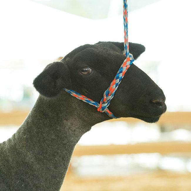 Weaver Livestock Poly Rope Sheep Halter image number null