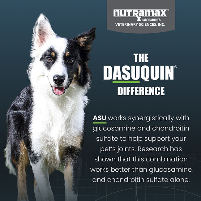 Nutramax Dasuquin for Small to Medium Dogs, Joint Health Supplement, Contains Glucosamine for Dogs, Plus Chondroitin, ASU, MSM and More, Supports Healthy Joints, Soft Chews image number null