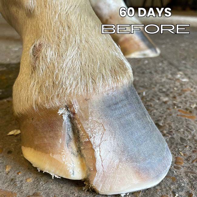 Renew Gold Glo - Hoof & Hair Growth Supplement - 7.5 lb image number null