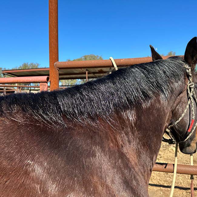 Renew Gold Glo - Hoof & Hair Growth Supplement - 7.5 lb image number null