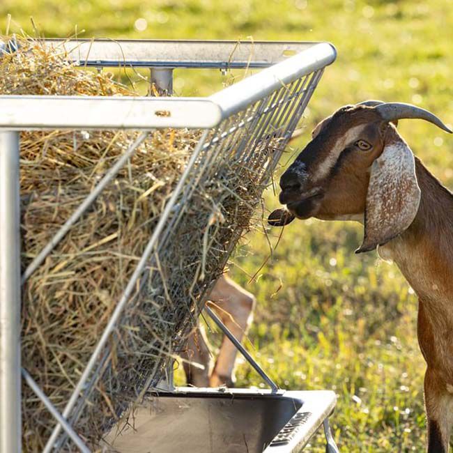 Behlen Country Foreman Pro All-in-One Feed Station image number null