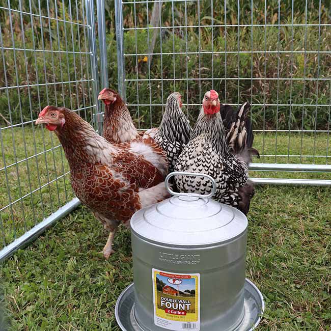 Little Giant Double Wall Metal Poultry Fount - 2-Gallon Capacity image number null