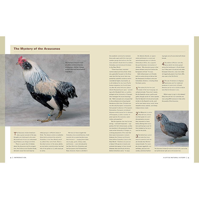 Storey's Illustrated Guide to Poultry Breeds: Chickens, Ducks, Geese, Turkeys, Emus, Guinea Fowl, Ostriches, Partridges, Peafowl, Pheasants, Quails, Swans image number null