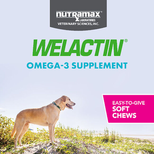 Nutramax Welactin Daily Omega-3 Supplement for Dogs, Skin & Coat Health Plus Overall Health - 60 Soft Chews image number null