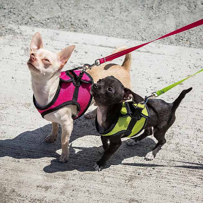 RC Pets Step In Cirque Dog Harness - Black image number null
