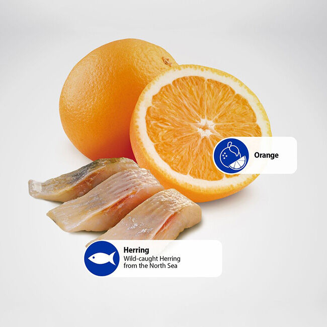 Farmina N&D Grain-Free Ocean Adult Medium & Maxi Dog Food - Herring & Orange Recipe image number null