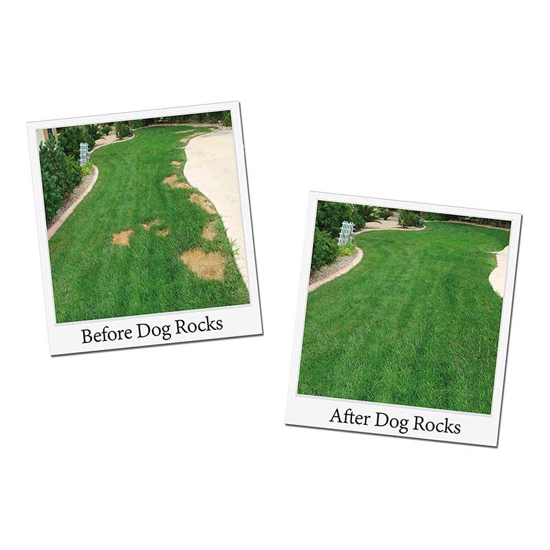 Dog rocks lawn top burn patch preventative