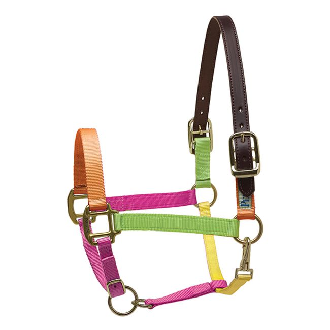 Perri's Nylon Safety Halter Draft Halters The Cheshire Horse