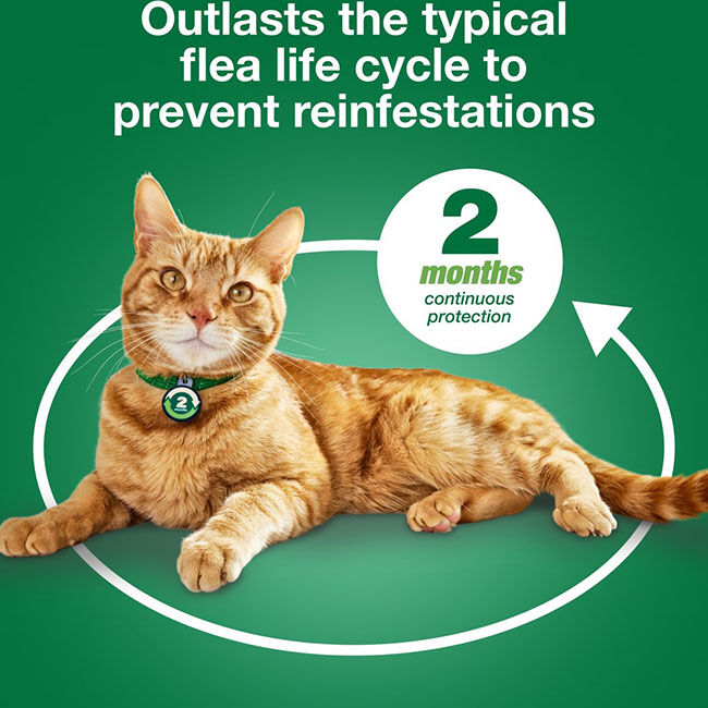 Elanco Advantage XD for Cats image number null