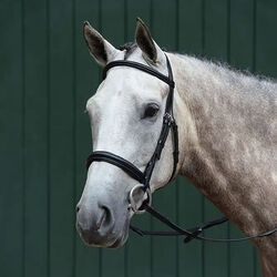 Collegiate Essential Padded Raised Cavesson Bridle