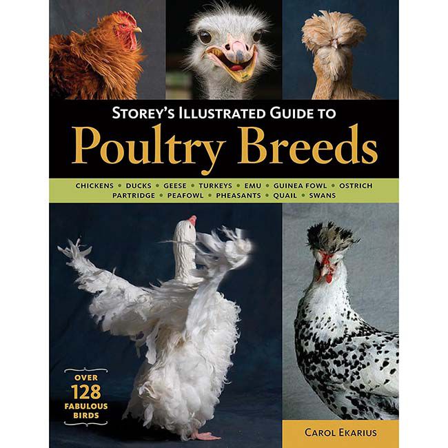 Storey's Illustrated Guide to Poultry Breeds: Chickens, Ducks, Geese, Turkeys, Emus, Guinea Fowl, Ostriches, Partridges, Peafowl, Pheasants, Quails, Swans image number null