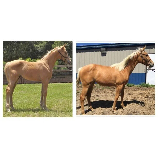 Cheval Gold-As-Sun Coat Enhancer - Show Formula - 7 lb image number null