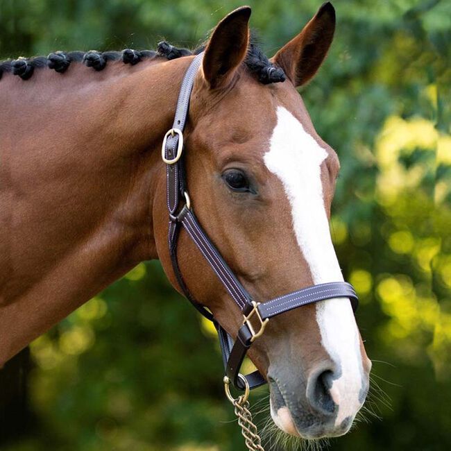 KL Select Black Oak Pine Halter - Australian Nut image number null