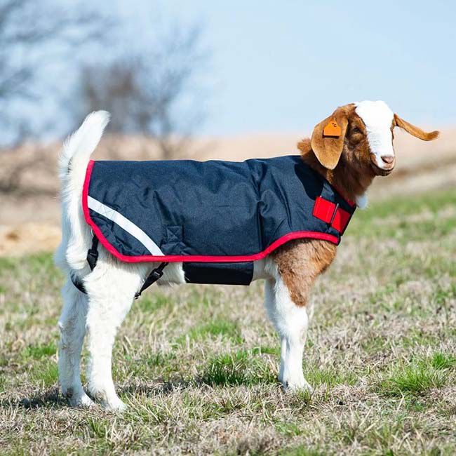 Horseware coat on sale