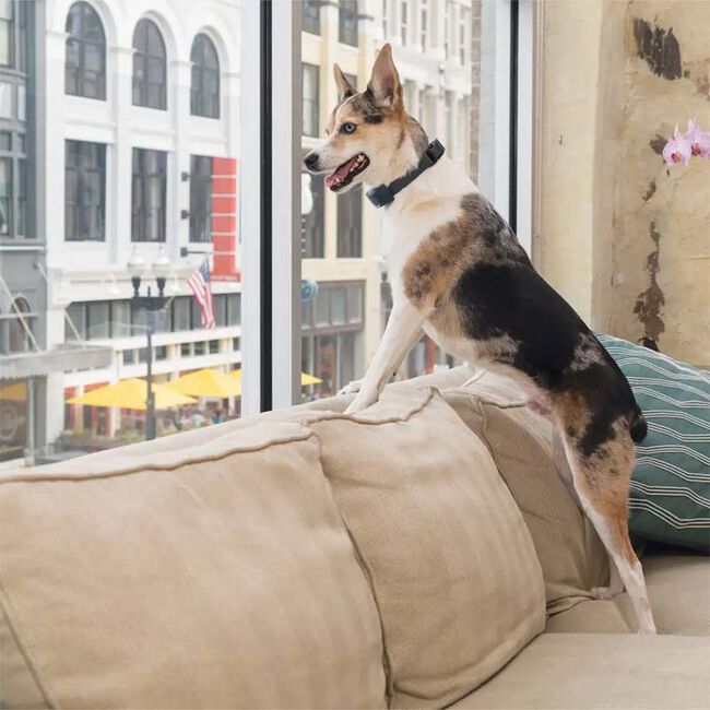 PetSafe Rechargeable Bark Control Collar image number null