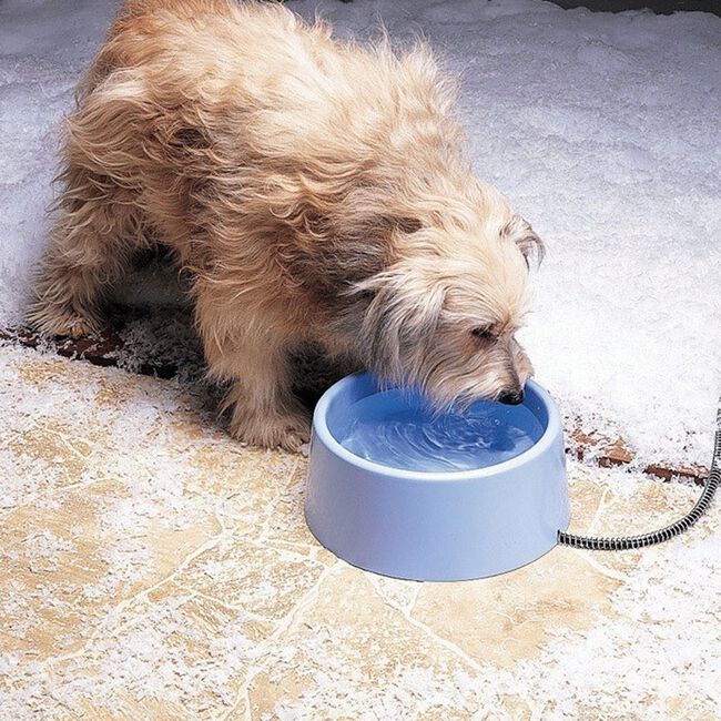 API 5 qt Heated Pet Bowl image number null