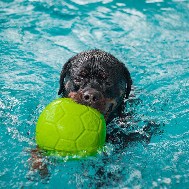 Jolly Pets Soccer Ball Dog Toy image number null