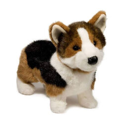 Douglas Kirby the Tri-Colored Corgi