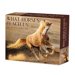 Willow Creek Press 2024 Daily Box Calendar - What Horses Teach Us