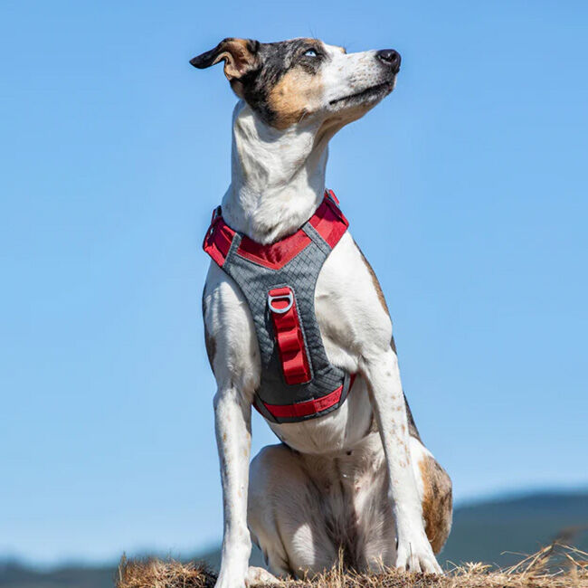 Kurgo Journey Air Dog Harness - Red image number null
