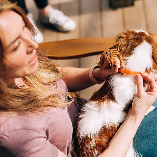 Wondercide Flea & Tick Collar for Dogs with Natural Essential Oils image number null