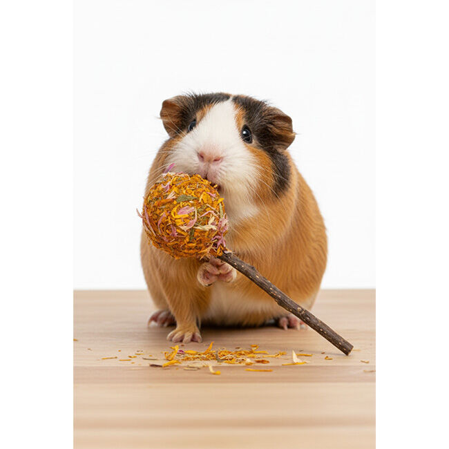 Nibbles Garden Crunch Hay Pop image number null