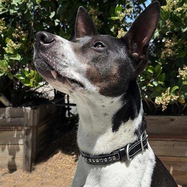 KL Select Crystal Dog Collar - Impulsion image number null