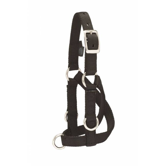 Weaver Livestock Sheep & Goat Training Halter image number null