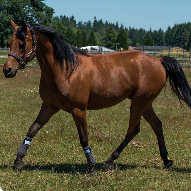 Benefab Therapeutic Polo Wraps image number null