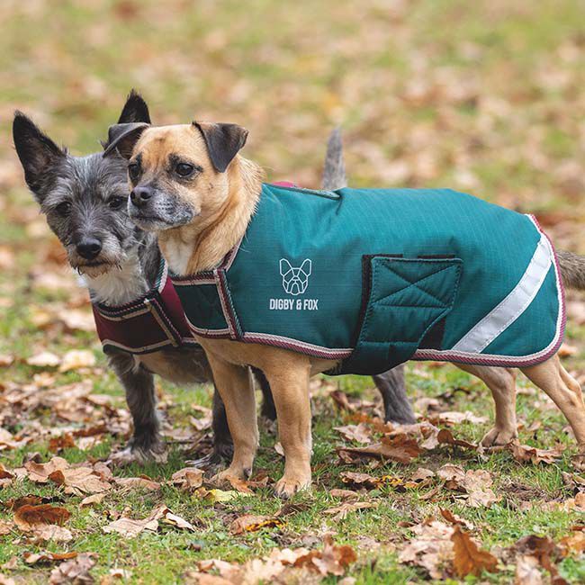 Shires Digby & Fox Lite Waterproof Dog Coat - Green image number null