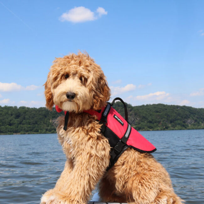 ZippyPaws Adventure Life Jacket image number null