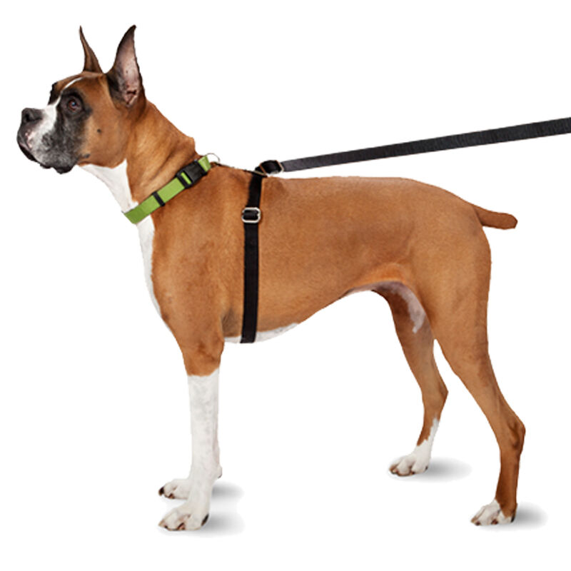 Thunder best sale leash harness