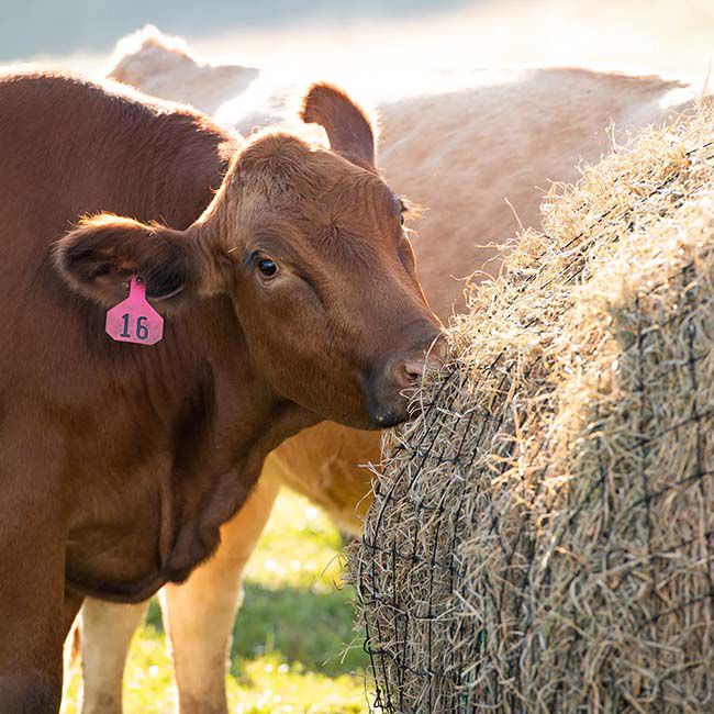 Texas Haynet Livestock Round Bale Hay Net image number null