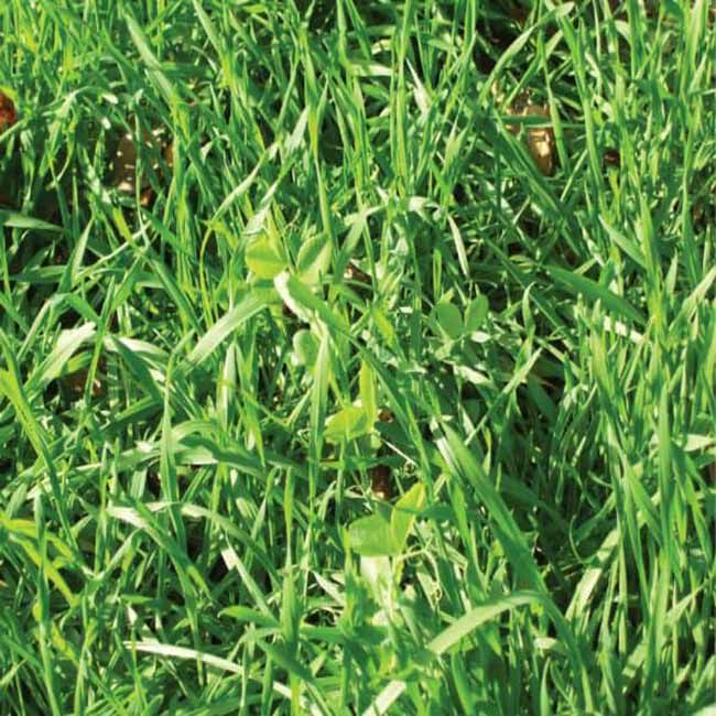 Antler King Fall/Winter/Spring Food Plot Blend - 17 lb image number null