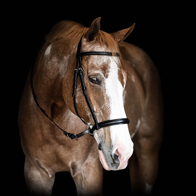 Dr. Cook Bitless English Raised Headstall image number null