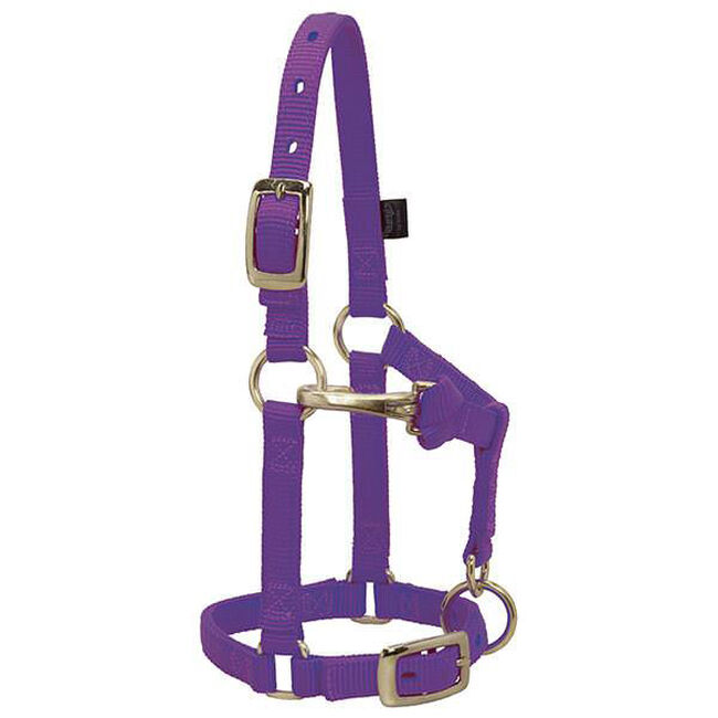 Weaver Equine Mini Horse Adjustable Chin & Throat Snap Halter image number null