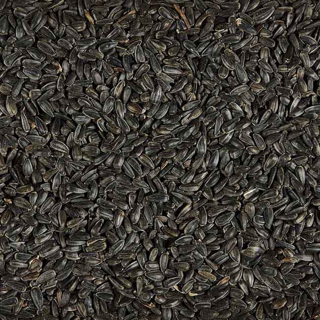 Ace Hardware Songbird Black Oil Sunflower Seed - 5 lb image number null