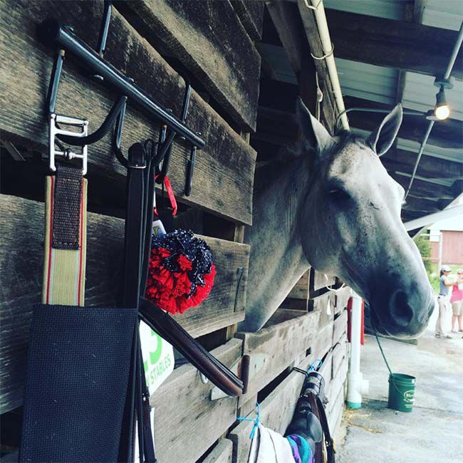 Fluff Monkey - Boot Buffer & Horse Groomer image number null