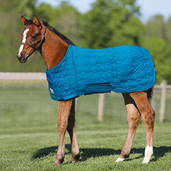 Schneiders UltraFlex Foal Saver - Teal