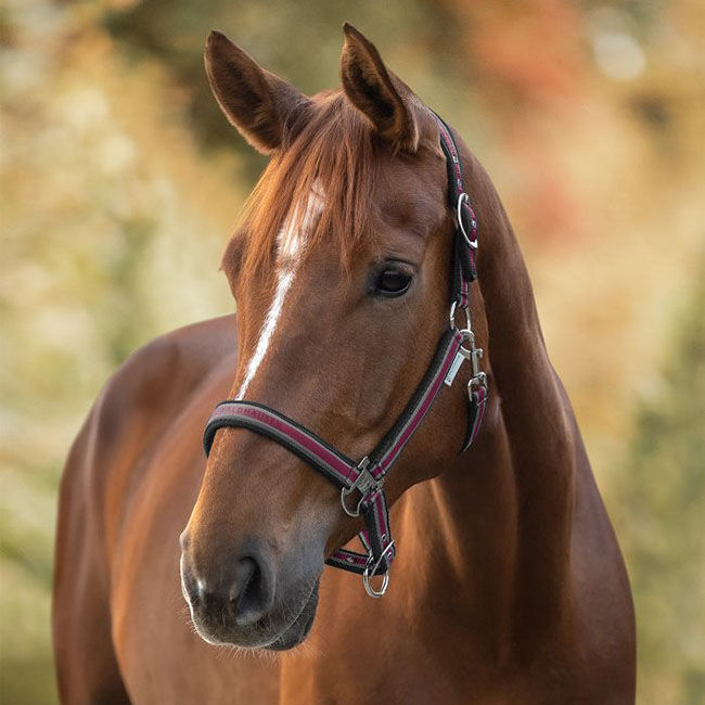 Waldhausen Athletic Halter image number null