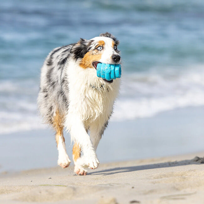 Project Hive Chew Toy - Soothing Vanilla Scent - Large - Closeout image number null