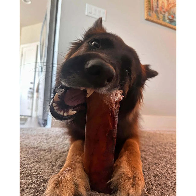 Mika & Sammy's Gourmet Pet Treats Smoked Beef Marrow Bone image number null