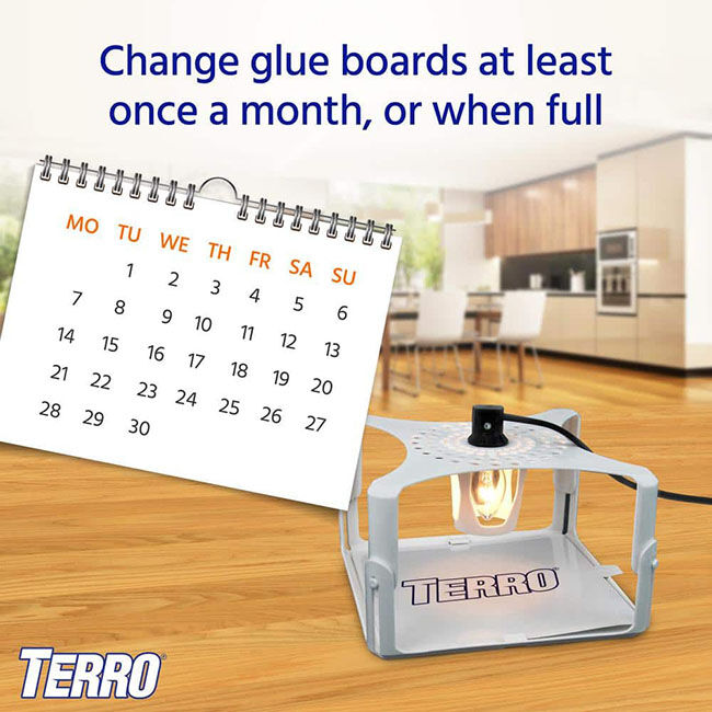 TERRO Ultimate Flea Trap image number null