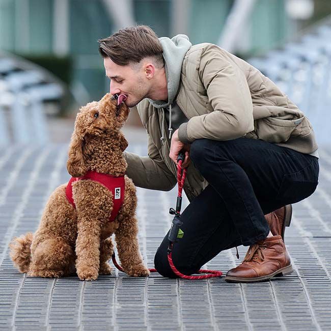 RC Pets Step In Cirque Dog Harness - Dark Teal image number null