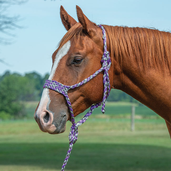 Weaver Equine Braided Rope Halter with 10' Lead image number null